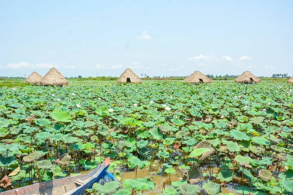 Çiçekli güzel manzara ve nilüfer çiçekleri çiftliğinde yeşil yapraklar, Kamboçya