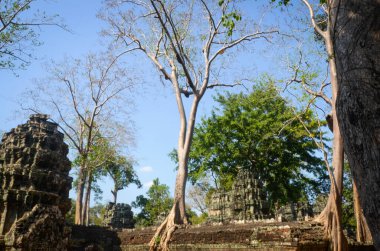 Kamboçya. Siem Reap. Ta Phrom Tapınağı