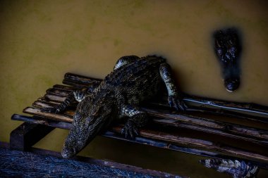 Kamboçya. Siem Reap. Tonle Köyü