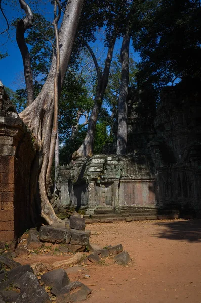 Καμποτζιανός Αρχαίος Ναός Ερείπια Και Δέντρα Phrom Ναός — Φωτογραφία Αρχείου