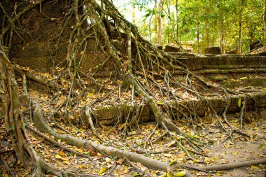 Kamboçya 'daki eski tapınak Agkor Wat