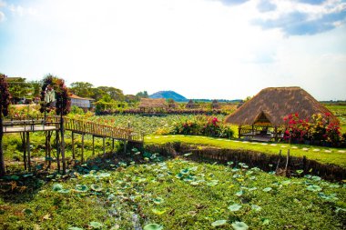 Siem Reap, Kamboçya 'daki Lotus çiçek çiftliği.