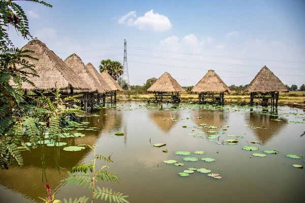 Квіткова Ферма Лотоса Сіємреапі Камбоджа — стокове фото