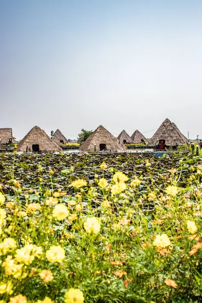 Квіткова Ферма Лотоса Сіємреапі Камбоджа — стокове фото
