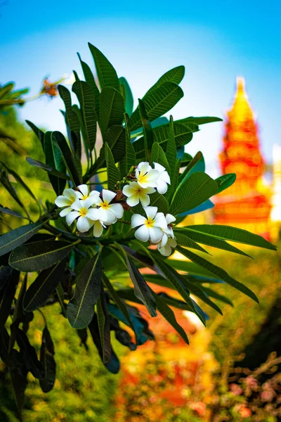 Ciudad Siem Reap Durante Día Camboya — Foto de Stock