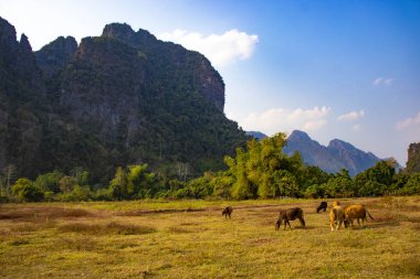 Laos 'ta ineklerle dağlık arazi manzarası 