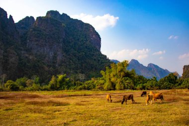 Laos 'ta ineklerle dağlık arazi manzarası 