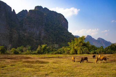 Laos 'ta ineklerle dağlık arazi manzarası 