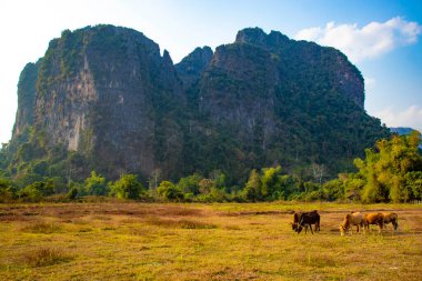 Laos 'ta ineklerle dağlık arazi manzarası 