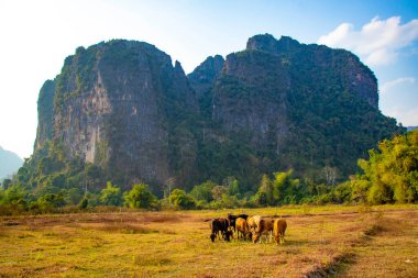 Laos 'ta ineklerle dağlık arazi manzarası 