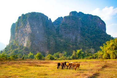 Laos 'ta ineklerle dağlık arazi manzarası 