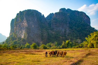 Laos 'ta ineklerle dağlık arazi manzarası 