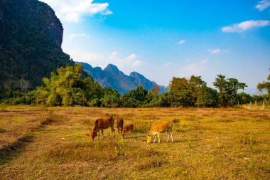 Laos 'ta ineklerle dağlık arazi manzarası 