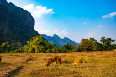 Laos 'ta ineklerle dağlık arazi manzarası 