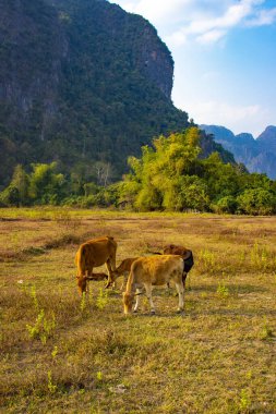 Laos 'ta ineklerle dağlık arazi manzarası 