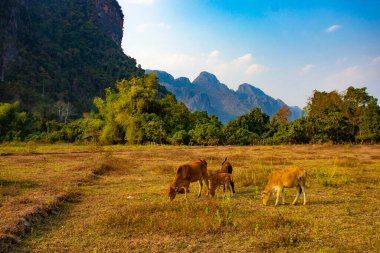 Laos 'ta ineklerle dağlık arazi manzarası 