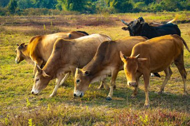 Laos 'ta ineklerle dağlık arazi manzarası 