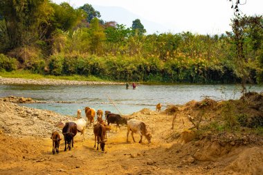 Vang Vieng şehri bölgesi, Laos 