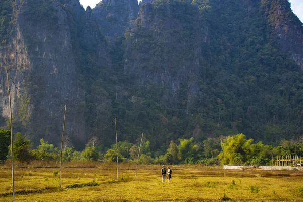 Γραφική Άποψη Των Ορεινών Περιοχών Αγελάδες Στο Λάος — Φωτογραφία Αρχείου