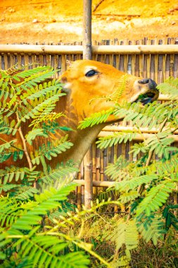 Vang Vieng şehri bölgesi, Laos 
