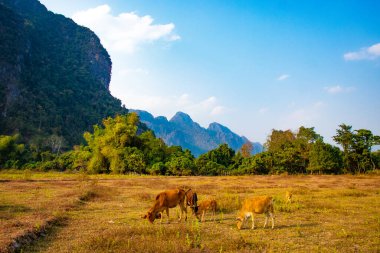 Nansong Nehri, Vang Vieng, Laos