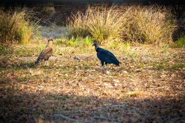 Vahşi kuşlar güneşli doğal ortamda