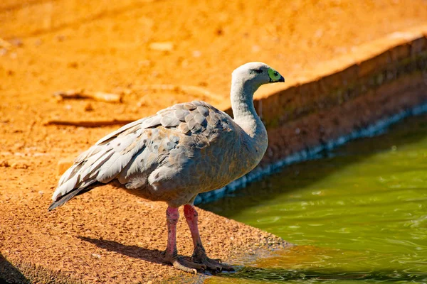 Vild Fågel Solig Naturlig Miljö — Stockfoto
