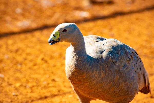 Vild Fågel Solig Naturlig Miljö — Stockfoto