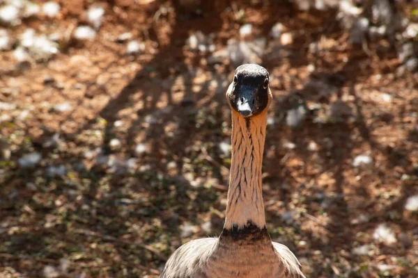 日当たりの良い自然生息地の野鳥は — ストック写真