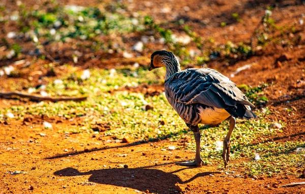 Дикая Птица Солнечной Естественной Среде Обитания — стоковое фото