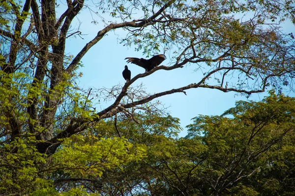 Oiseaux Sauvages Dans Habitat Naturel Ensoleillé — Photo
