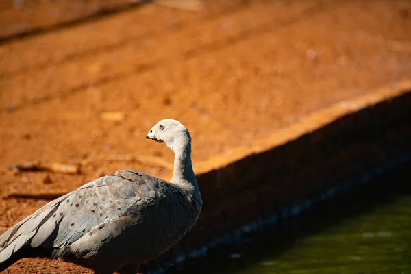 Oiseau Sauvage Dans Habitat Naturel Ensoleillé — Photo