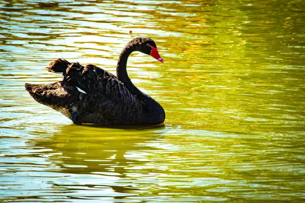 swan in natural habitat, bird at lake