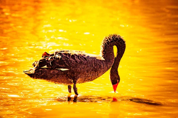 白鳥は自然生息地で鳥は湖で — ストック写真