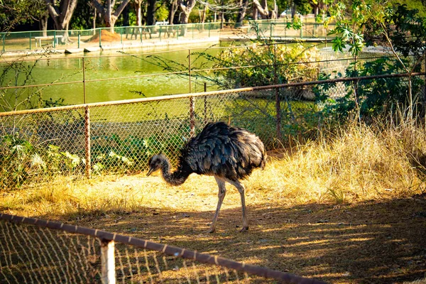 Vista Close Avestruz Jovem Zoológico — Fotografia de Stock