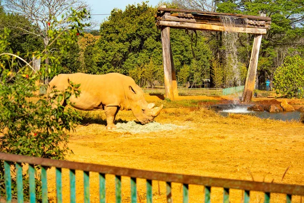 Grande Rinoceronte Africano Comendo Zoológico — Fotografia de Stock