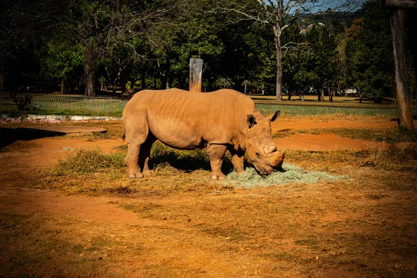 Большие Африканские Носороги Едят Зоопарке — стоковое фото