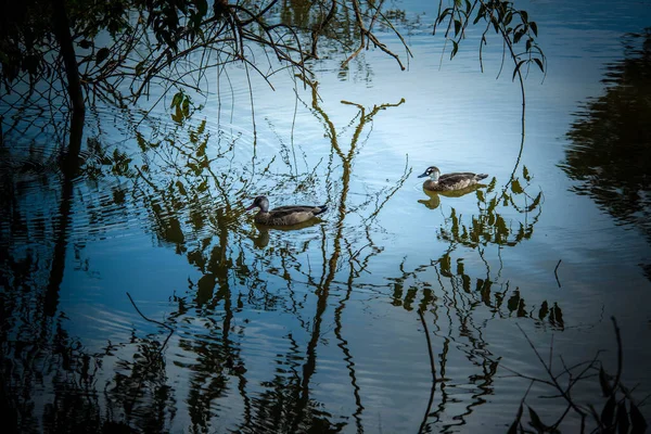 Zoológico Durante Día Brasilia Brasil —  Fotos de Stock