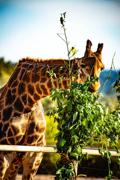 Schöne Junge Giraffe Isst Zoo — Stockfoto