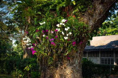 Chiang Rai şehir bölgesi ve mimarisi, Tayland 