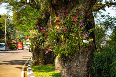 Chiang Rai şehir bölgesi ve mimarisi, Tayland 
