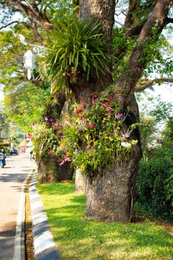 Tayland 'daki Chiang Rai şehri.
