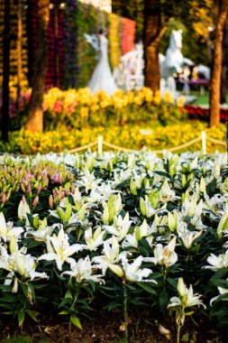 Chiang Rai, Tayland 'da Çiçek Festivali' nde 