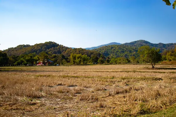 Scenic View Field Thailand — Stock Photo, Image