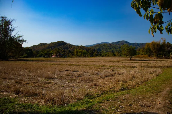 Scenic View Field Thailand — Stock Photo, Image