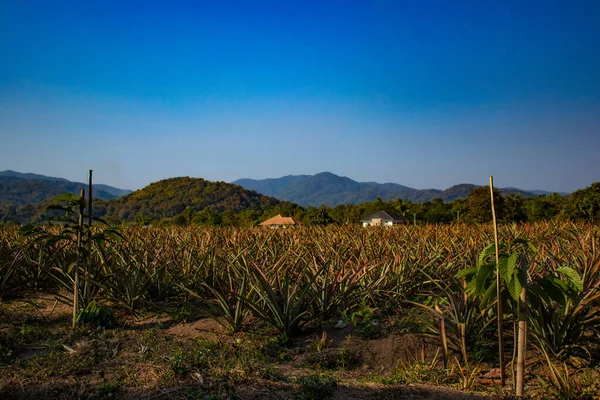 Scenic View Field Thailand — Stock Photo, Image