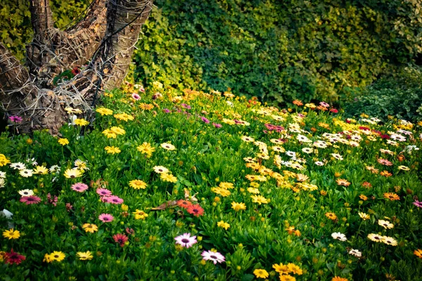 Photos Fleurs Sur Festival Chiang Rai Thaïlande — Photo