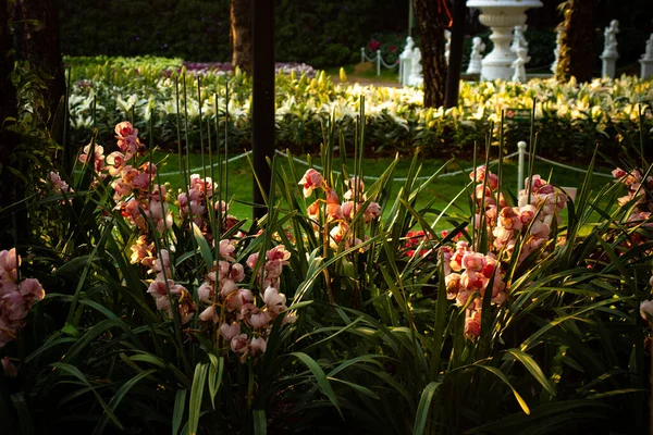 Flowers Picture Festival Chiang Rai Thailand — Stock Photo, Image