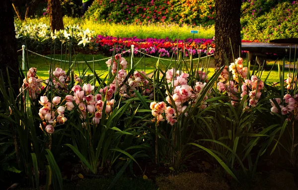 Flowers Picture Festival Chiang Rai Thailand — Stock Photo, Image