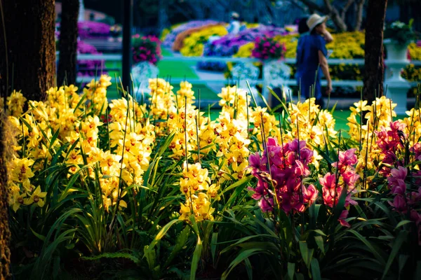 Fotografia Flores Festival Chiang Rai Tailândia — Fotografia de Stock